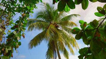 Palma árvores dentro tropical selva floresta dentro uma ensolarado dia. Ação. verde fresco folhas balançando dentro a vento. video