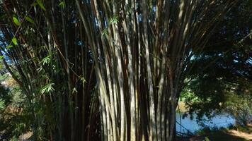 Green jungle trees against blue sky and shining sun. Action. Many narrow branches of a beautiful large tree. video