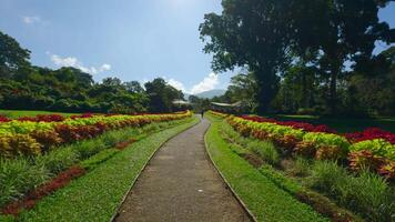 épico rosa jardim com verde árvores às dia tempo. Ação. caminhando ao longo lindo arbustos com vermelho flores video