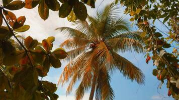 hermosa ver de creativo ramas de arboles y palma árbol. acción. hermosa ramas de tropical arboles en antecedentes de alto palma árbol. hermosa tropical plantas y arboles con verde hojas en video