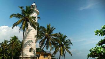 Beautiful palm trees with white lighthouse on sunny summer day. Action. Picturesque view of tropical dream with white lighthouse and palm trees. Tropical paradise with lighthouse and palm trees on video