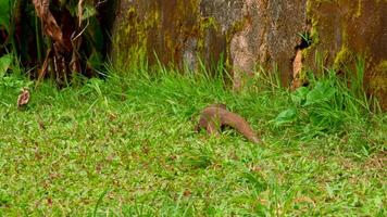 Dangerous reptile varan on meadow near tree in national park. Action. Concept of wildlife. video