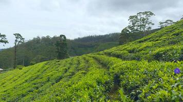 panoramique vue de thé des champs dans Taïwan. action. flanc de coteau thé plantations avec nuageux ciel au-dessus de. video