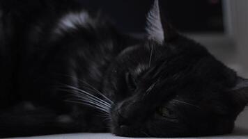 Black sleepy cat with green big eyes resting on the floor. Concept. Close up of the cute black cat with green eyes lying and having a rest on blurred background. video