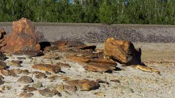 skön brun stenar av olika storlek under de sommar Sol på stenbrott och grön skog bakgrund. stock antal fot. stenar liggande på de jord i främre av grön träd. video