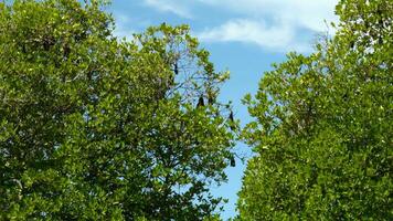 Beautiful green trees with bats. Action. Black bats sleep in trees on sunny summer day. Tropical bats on green trees on sunny day video