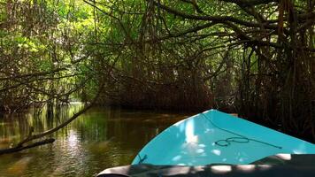 boot reis Aan tropisch rivier. actie. mooi wandelen reis langs rivier- in tropisch oerwoud. rivier- boot reis in tropisch Oppervlakte Aan zonnig zomer dag video