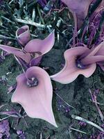 Abstract purple tulip leaves in natural environment in soil photo