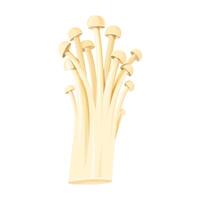 Cluster of Enoki Mushrooms. Bunch of fungus isolated. Vector illustration of an Asian cuisine ingredient. Close-up, transparent background.