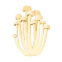 Cluster of Enoki Mushrooms. Bunch of fungus isolated. Vector illustration of an Asian cuisine ingredient. Close-up, transparent background.