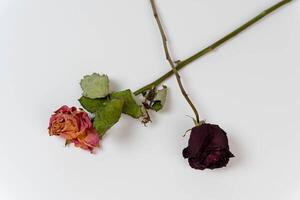 Dried dead roses on white background - a symbol of faded love and loss in retro style photo