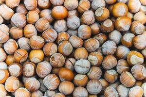 Fresco sin pelar avellanas en su conchas de cerca Disparo para nuez amantes foto