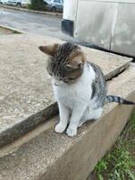 a cat sitting on a cement ledge photo