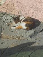 a cat sitting on a cement ledge photo