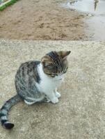 a cat sitting on a cement ledge photo