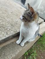 a cat sitting on a cement ledge photo