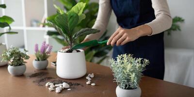 The concept of eco friendly housing, plant care and gardening. Relax home gardening. Gardener woman asian hand planting flower in pot. woman takes care of plant photo