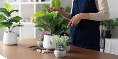 The concept of eco friendly housing, plant care and gardening. Relax home gardening. Gardener woman asian hand planting flower in pot. woman takes care of plant photo