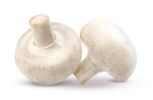 Mushroom isolated on white background photo