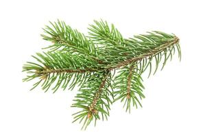 Fir tree branch isolated on white background photo