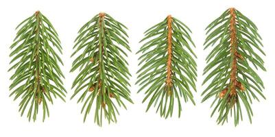 Fir tree branch isolated on white background photo