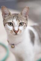 Close up view of white and grey Domestic Cat, Indonesian local pet with selective focus on its face. Looking at camera. photo