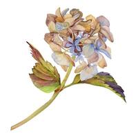 mano dibujado acuarela ilustración desgastado boho botánico flores hojas. hortensia hortensia púrpura marchito inflorescencia tallos. composición aislado en blanco antecedentes. diseño boda, amor tarjetas vector