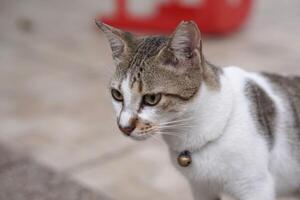 Close up view of white and grey Domestic Cat, Indonesian local pet with selective focus on its face. Side looking view photo