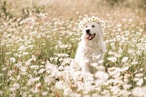 Daisies white dog Maremma Sheepdog in a wreath of daisies sits on a green lawn with wild flowers daisies, walks a pet. Cute photo with a dog in a wreath of daisies.