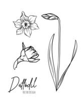 Botanical line art illustration of daffodil or narcissus flowers for wedding invitation and cards, logo design, web, social media and poster, template, advertisement, beauty and cosmetic industry. vector