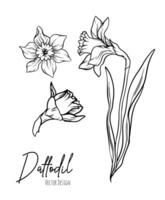 Botanical line art illustration of daffodil or narcissus flowers for wedding invitation and cards, logo design, web, social media and poster, template, advertisement, beauty and cosmetic industry. vector