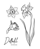 Botanical line art illustration of daffodil or narcissus flowers for wedding invitation and cards, logo design, web, social media and poster, template, advertisement, beauty and cosmetic industry. vector