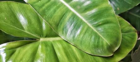 AI generated Rat Caladium or its scientific name is Typhonium flagelliforme. Typhonium flagelliforme is a flowering plant. Green photo