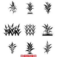 Glorious Harvest High Quality Corn Plant Vector Pack for Farm themed Websites and Agriculture Campaigns