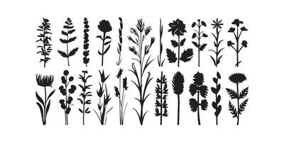 Wild meadow herbs flowering flowers Vector Silhouettes Collections Vector Art Illustration