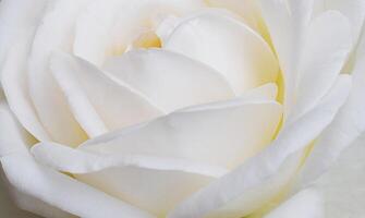 A white rose photo