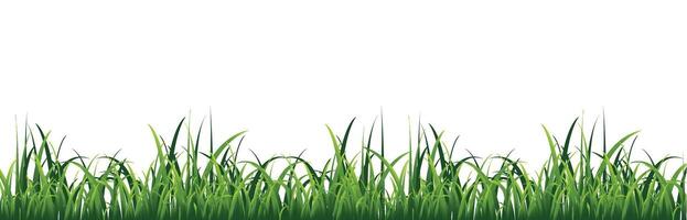 Green grass on a white background. Vector graphics