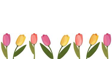 Multicolored tulips on a white background. Banner with tulips. Vector graphics