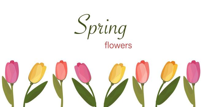 Spring flowers banner with tulips. Spring background. Vector graphics
