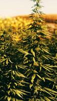 green canabis on marihuana field farm video