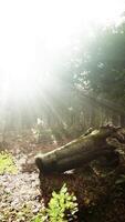 licht schijnt in de natuur video