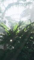 Lush rain forest with morning fog video