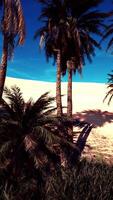 paisagem de oásis com palmeiras video
