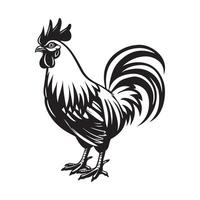 Rooster isolated on white background vector illustration by Hm