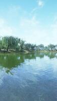 beau paysage naturel de printemps d'été coloré avec un lac dans le parc video