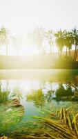 escena colorida con una palmera sobre un pequeño estanque en un oasis en el desierto video