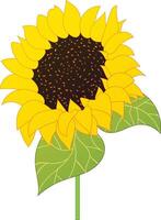 sunflowers are blooming vector illustration