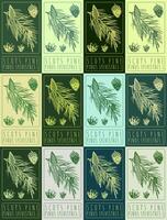 Set of vector drawing SCOTS PINE in various colors. Hand drawn illustration. The Latin name is PINUS SYLVESTRIS L.