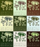 Set of vector drawing GREEN BRITTLEGILL in various colors. Hand drawn illustration. The Latin name is RUSSULA VIRESCENS SCHAEFF.