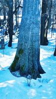 Pine trees covered with snow on frosty evening video